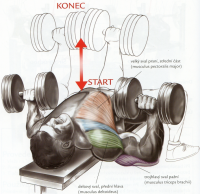 /album/douevenliftbro/benchpresssjednoruckaminarovnej-png/