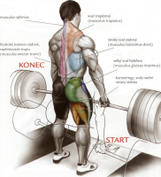 /album/douevenliftbro/mrtvytah-png/