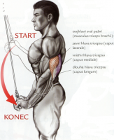 /album/douevenliftbro/tricepsovestahovaniekladky-png/